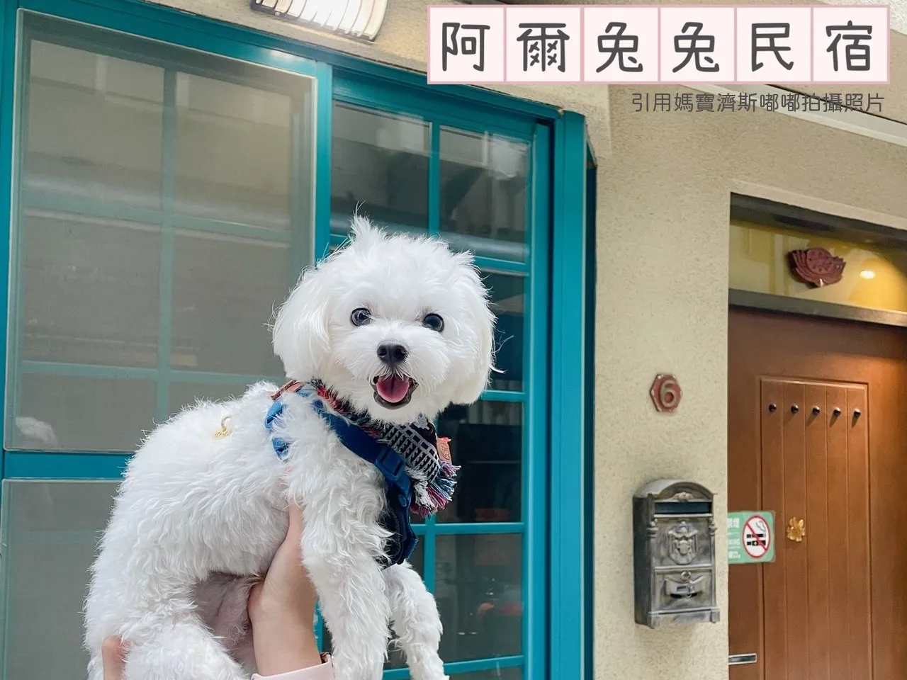 白色馬爾濟斯開心待在高雄寵物友善民宿阿爾兔兔的門口
